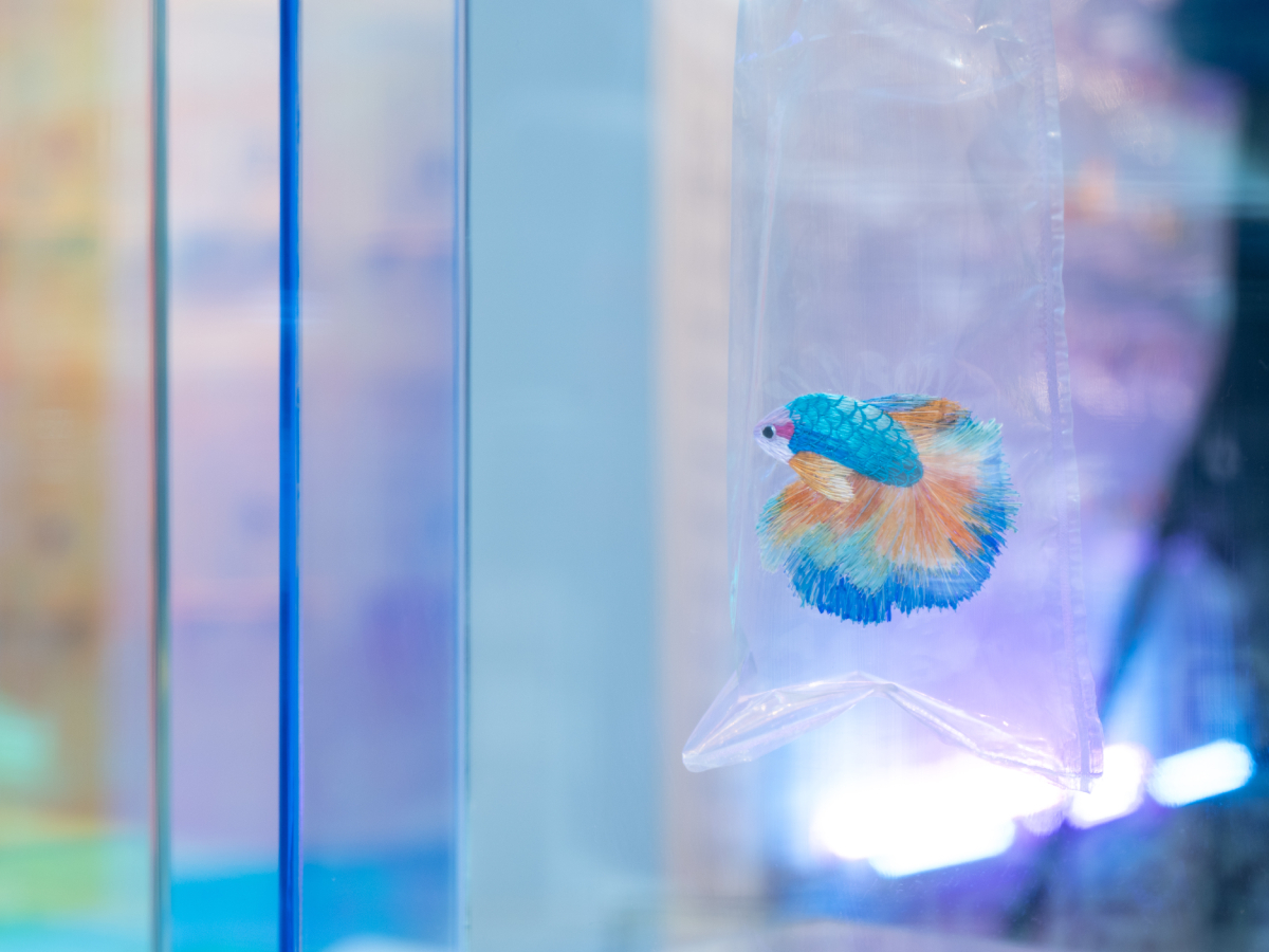 Angel Hui's Aquarium
