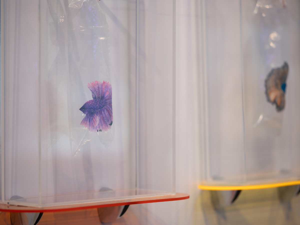 Angel Hui's Aquarium