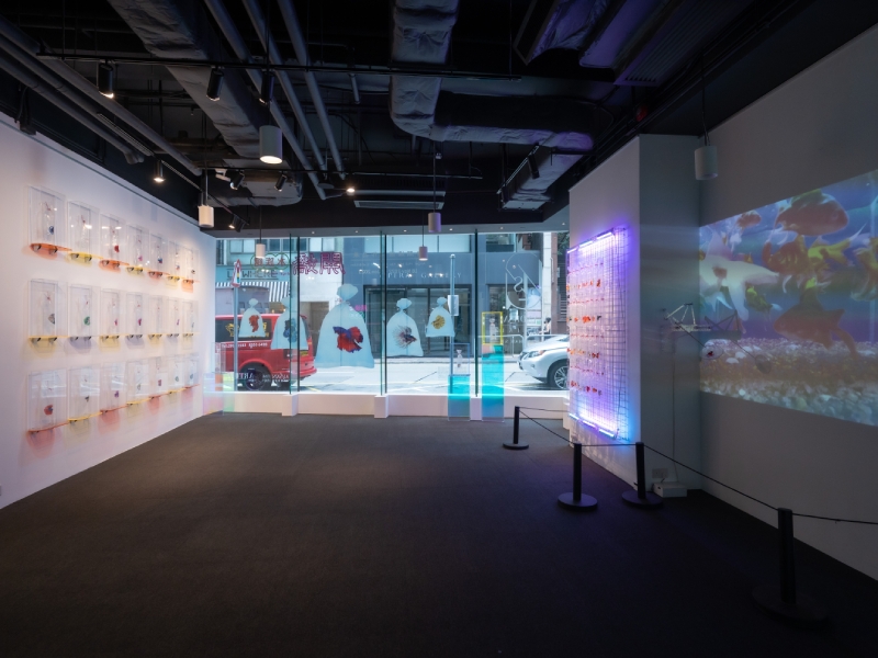 Angel Hui's Aquarium